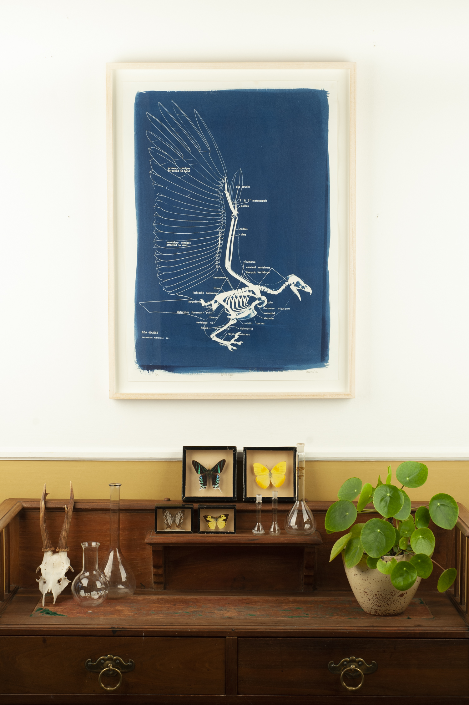 Cyanotype print of sea eagle skeleton framed and hanging on a wall above a cabinet with butterfly specimens and a potted pilea plant on it.