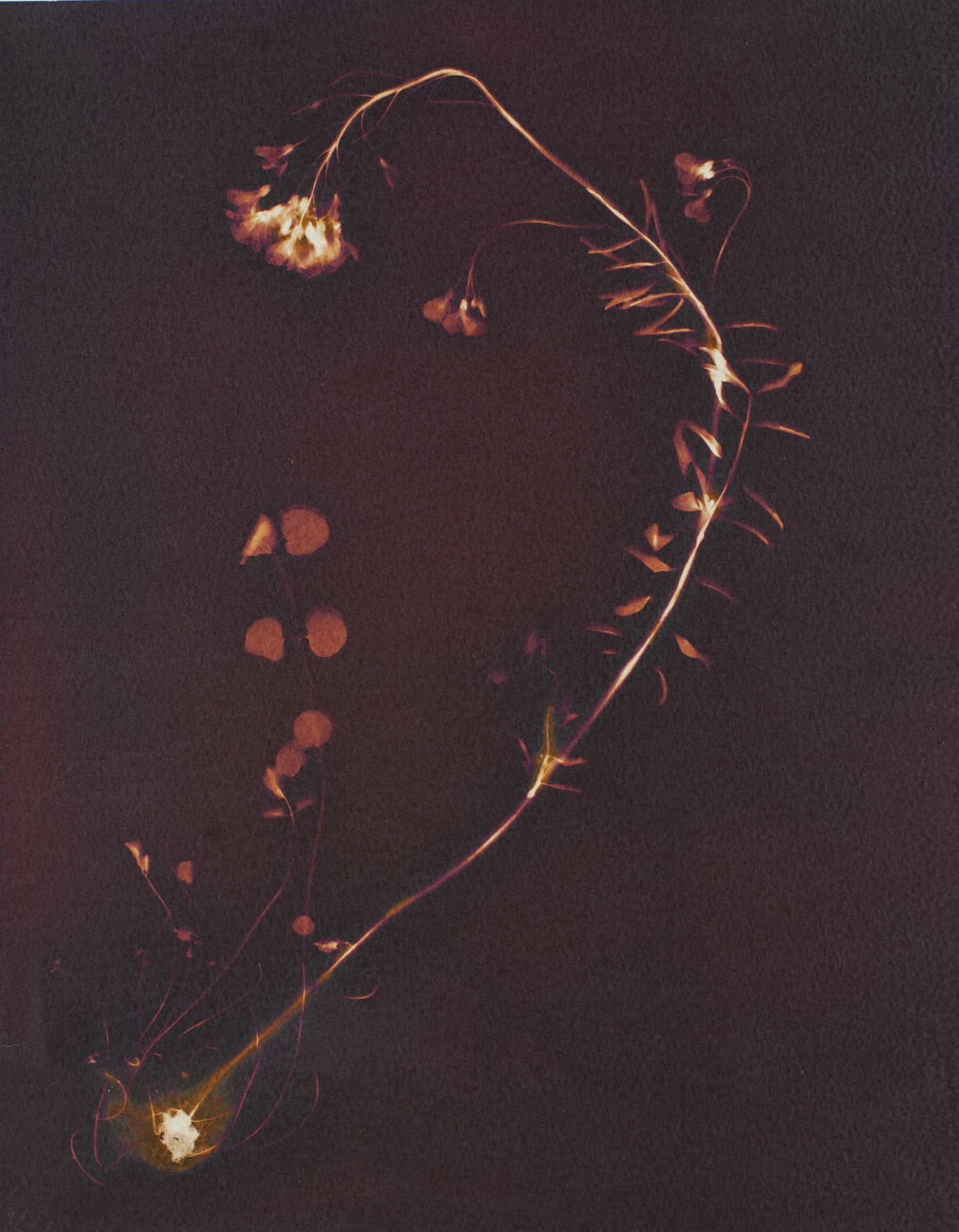 A purple orange and yellow hued lumen print of a wildflower, showing the full plant including roots.