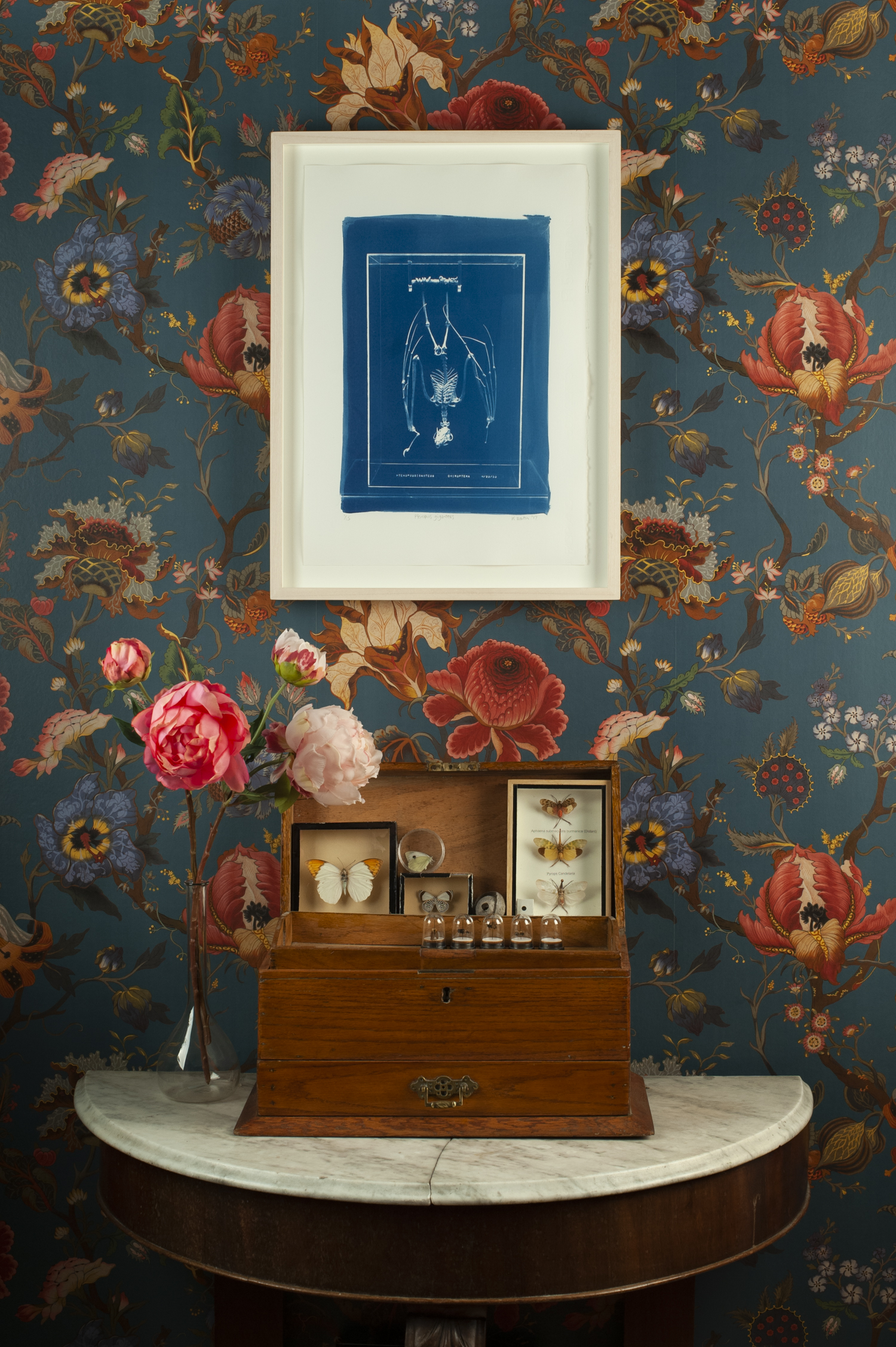 Cyanotype print of a fruit bat skeleton framed and hanging above an old wooden box with butterfly and other specimens in it.
