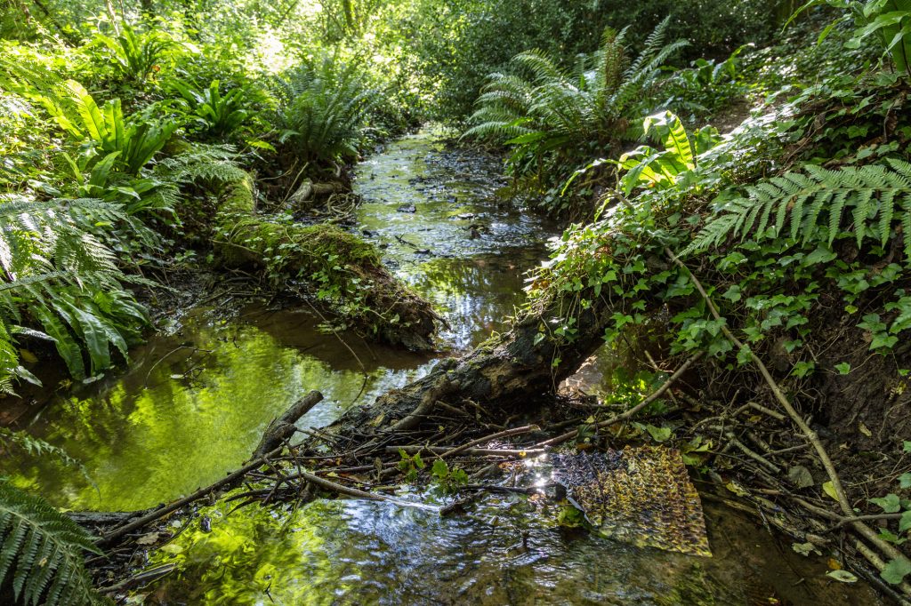 Image of an intricately-folded photograph camouflaged in a woodland stream.
