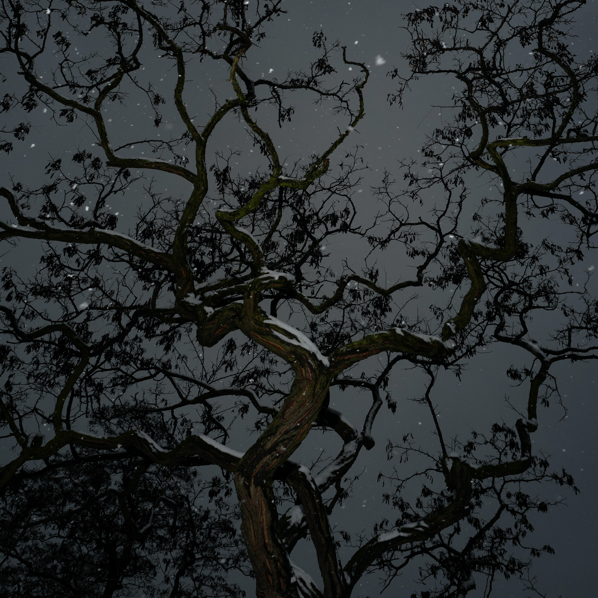 Snow falling through the branches of a winter tree