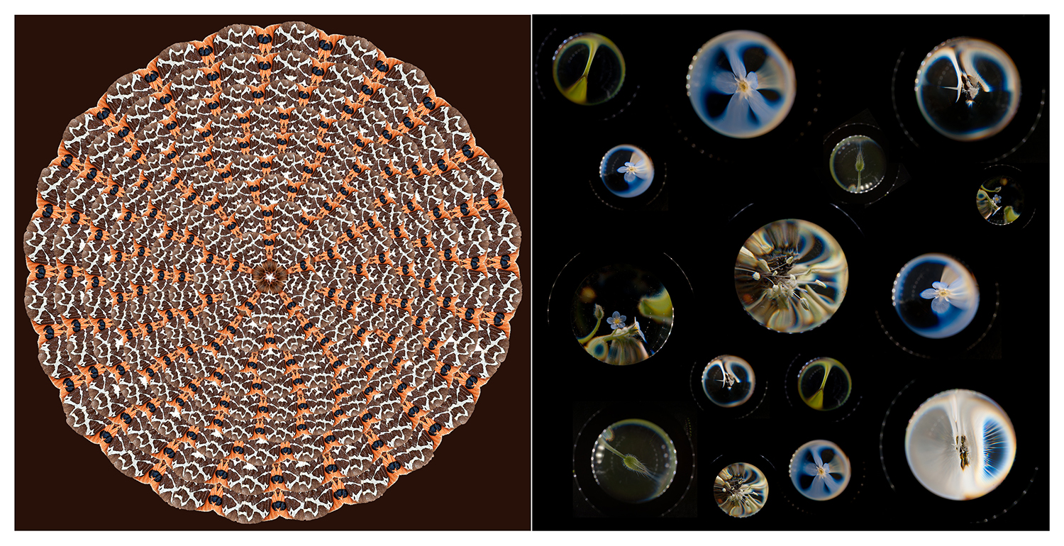 On the left is a photomontage showing a garden tiger moth repeated in a circular pattern. On the right are a number of circles on a black background showing parts of wildflowers that have been photographed through a magnifying glass. Some are quite abstract.
